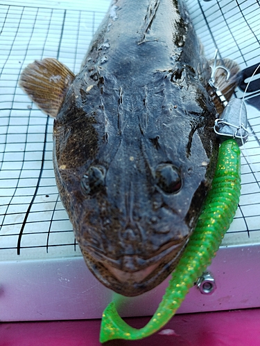 マゴチの釣果