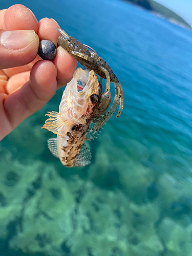 ハゼの釣果