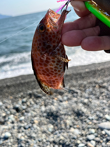 オオモンハタの釣果