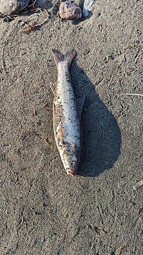 ウグイの釣果