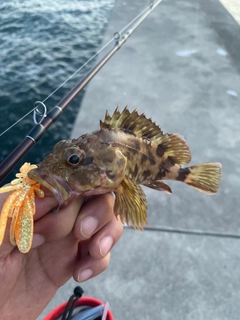 カサゴの釣果