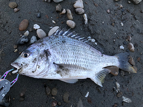 キビレの釣果