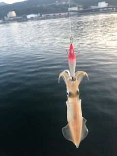 ケンサキイカの釣果