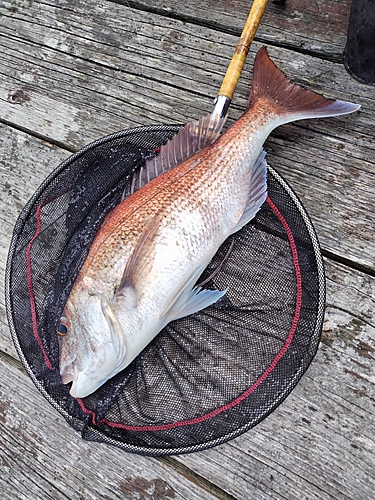 タイの釣果