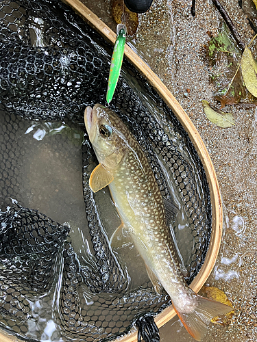 イワナの釣果