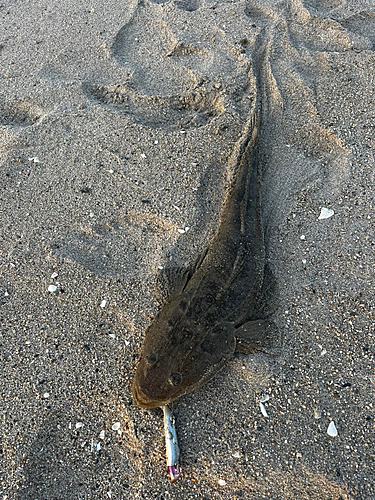 マゴチの釣果