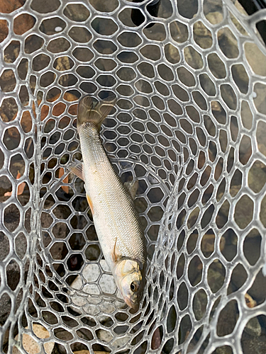 ウグイの釣果