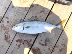 ワカシの釣果