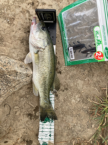 ブラックバスの釣果