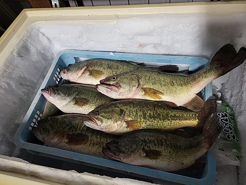 ブラックバスの釣果