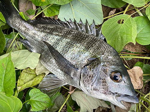 クロダイの釣果