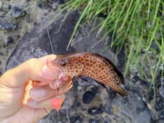 オオモンハタの釣果