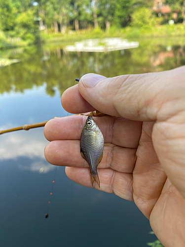 タナゴの釣果