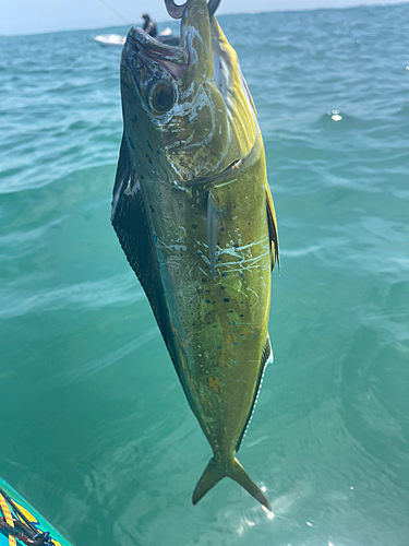 シイラの釣果