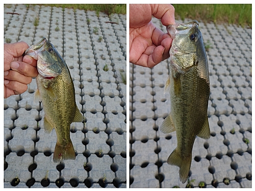 ブラックバスの釣果