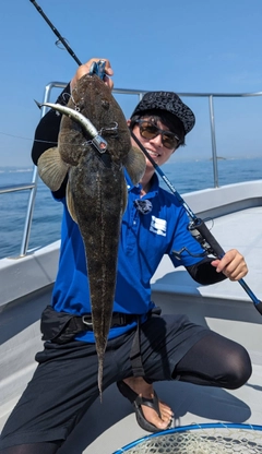 マゴチの釣果