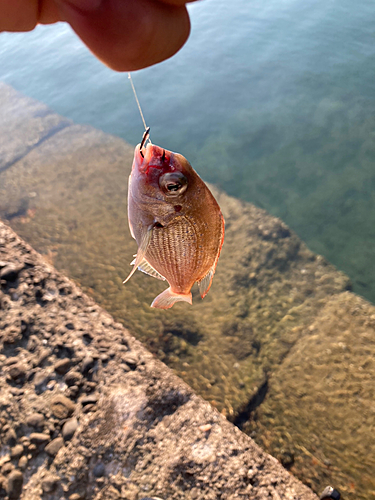 マダイの釣果