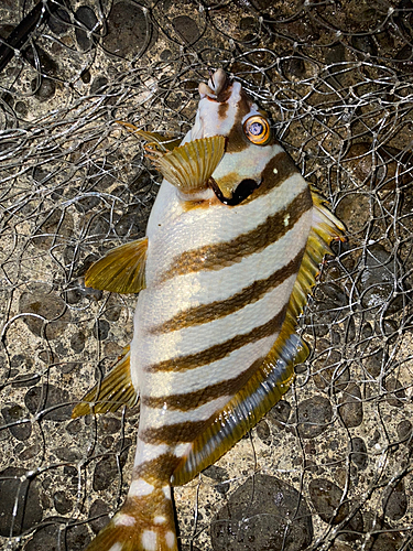 タカノハダイの釣果