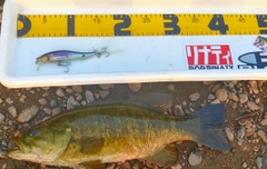 スモールマウスバスの釣果