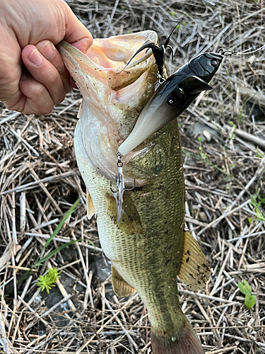 ブラックバスの釣果