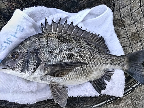 クロダイの釣果