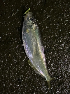ヒラの釣果