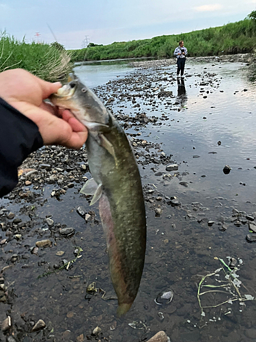 ナマズの釣果