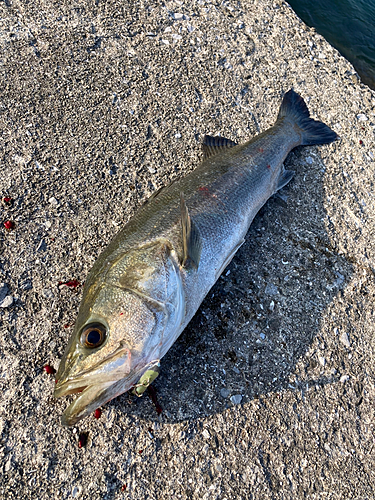 フッコ（マルスズキ）の釣果