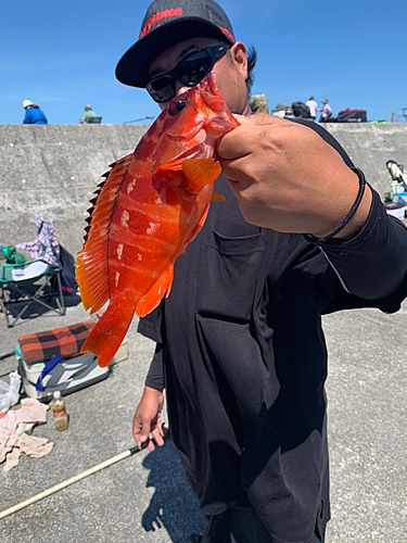 アカハタの釣果