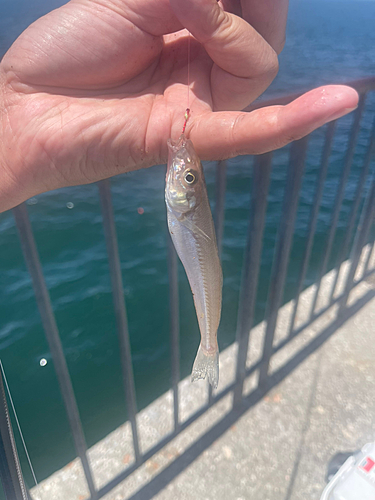 キスの釣果