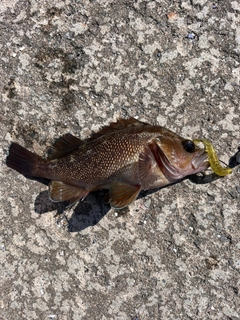 エゾメバルの釣果