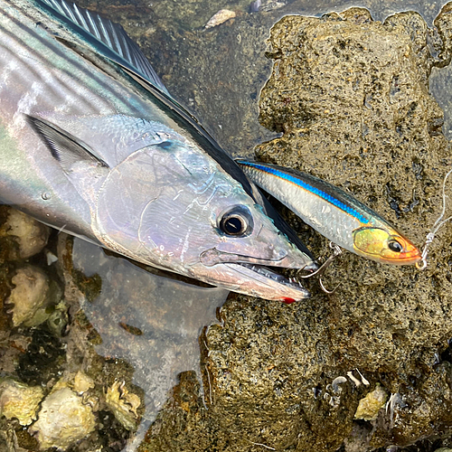 ハガツオの釣果