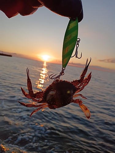 シタビラメの釣果