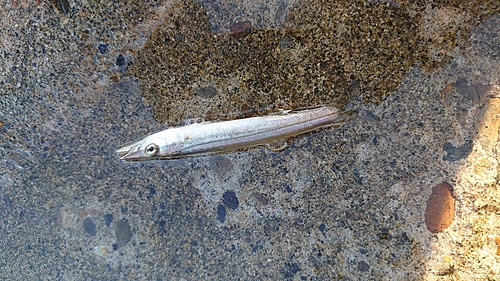 カマスの釣果