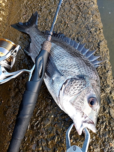 チヌの釣果