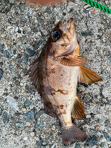 メバルの釣果