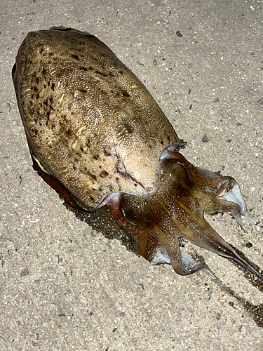 モンゴウイカの釣果