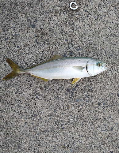 ワカシの釣果