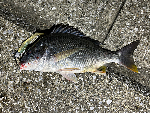 キビレの釣果