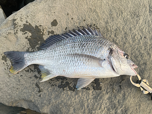 キビレの釣果