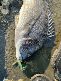 チヌの釣果