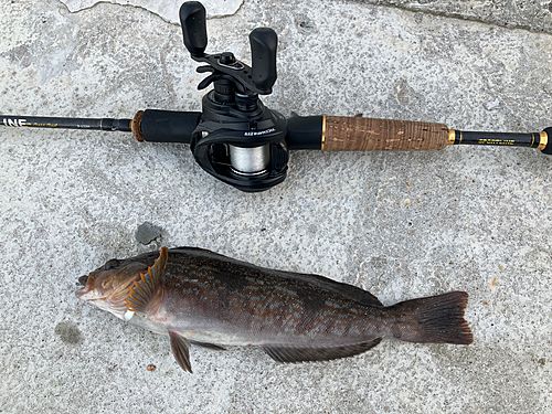 アイナメの釣果