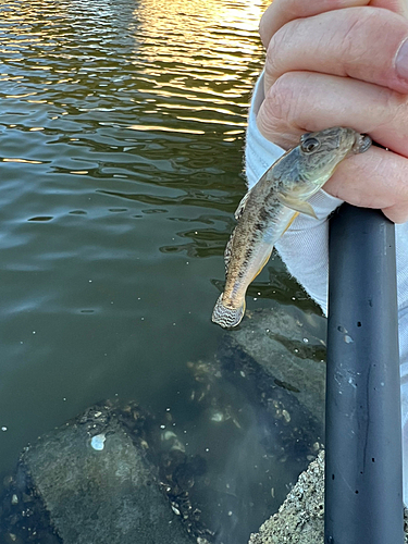 ハゼの釣果