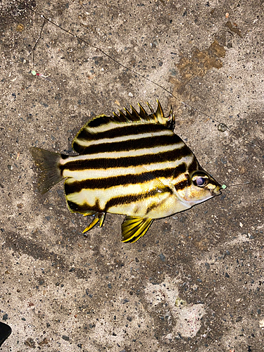 カゴカキダイの釣果