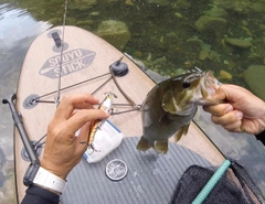 スモールマウスバスの釣果