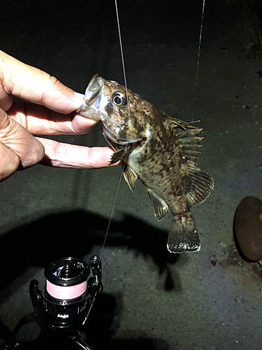 クロソイの釣果