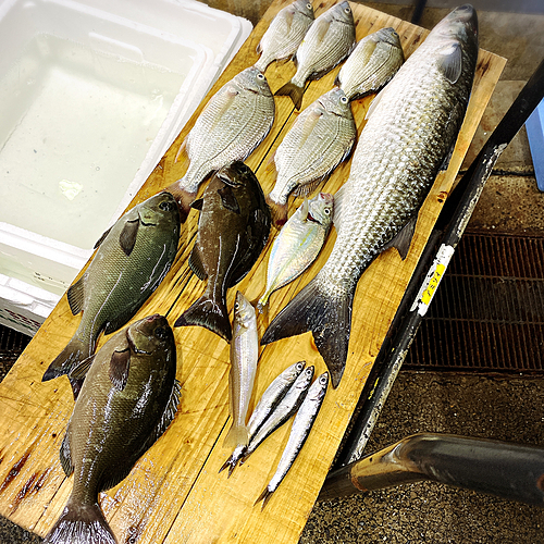 メジナの釣果