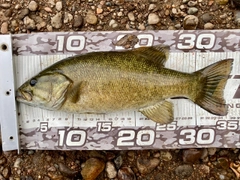 スモールマウスバスの釣果