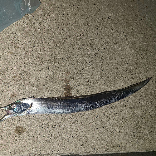 タチウオの釣果