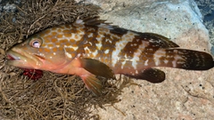 キジハタの釣果